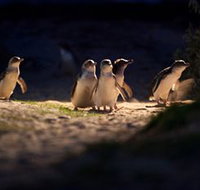 Phillip Island Nature Parks - Tourism Search