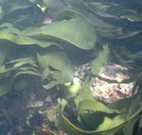 Churchill Island Marine National Park - Tourism Search