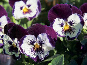 Newtown Park State Rose Garden - Tourism Search 0