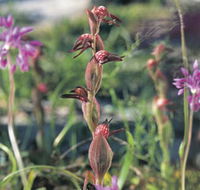 Carnamah-Eneabba Wildflower Drive - Tourism Search