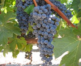 Joshuas Fault Wine - Tourism Search 0