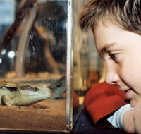 Canberra Reptile Zoo - Tourism Search