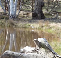 Mulligans Flat - Tourism Search