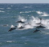 Tamboi Queen Cruises - Tourism Search