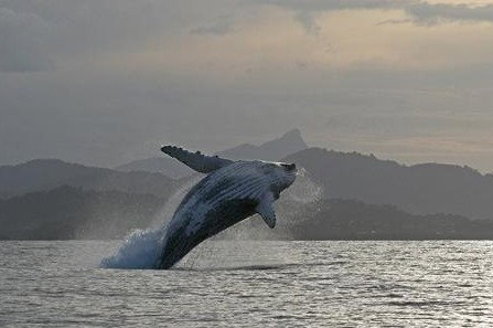 Byron Bay Whale Watching - Tourism Search 1