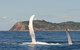 Byron Bay Whale Watching - thumb 3