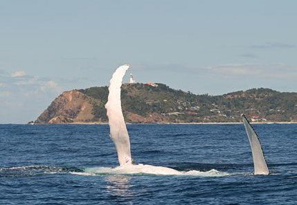 Byron Bay Whale Watching - Tourism Search 3