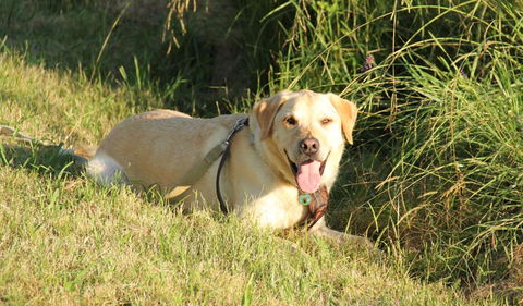 Rouse Hill Regional Park - Tourism Search 1