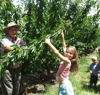 Forest Range Cherries - Tourism Search