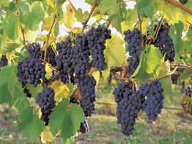 Hills Short Wine And Food Trail - Tourism Search 0