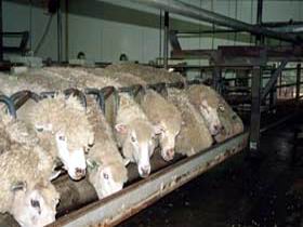 Island Pure Sheep Dairy And Cheese Factory - Tourism Search 0