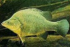 Charleville - Bakers Bend Warrego River Fishing Spot - Tourism Search 2