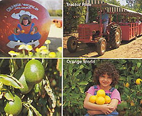 Orange World - Tourism Search 1