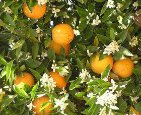 Orange World - Tourism Search 2