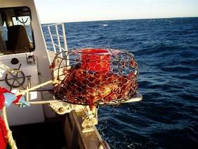 Lacepede Seafood - Tourism Search 1