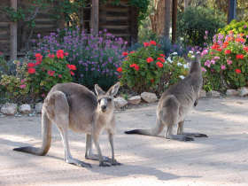The Pioneer Settlement - Tourism Search 5