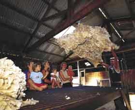 Shear Outback The Australian Shearers Hall Of Fame - Tourism Search 0