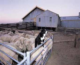 Shear Outback The Australian Shearers Hall Of Fame - Tourism Search 1