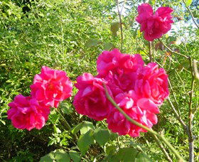 Bishop's Lodge Historic House And Heritage Rose Garden - Tourism Search 0