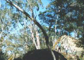 Wando Bridge ACT Tourism Search
