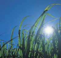 Australian Sugar Industry Museum - Tourism Search