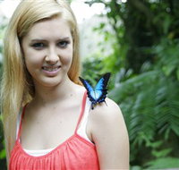 Australian Butterfly Sanctuary - Tourism Search