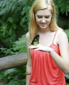 Australian Butterfly Sanctuary - Tourism Search 1