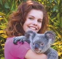 Kuranda Koala Gardens - Tourism Search