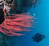 Eddy Reef Dive Site - Tourism Search