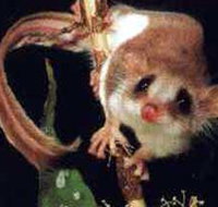 Carrowong Fauna Sanctuary - Tourism Search