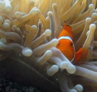 Beaver Reef Dive Site - Tourism Search
