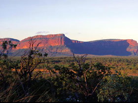 Dingo QLD Tourism Search