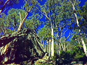 Blackdown Tableland National Park - Tourism Search 3