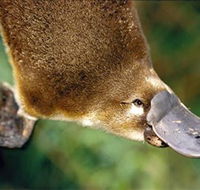 Eungella National Park - Tourism Search