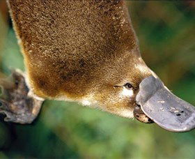 Eungella National Park - Tourism Search 0