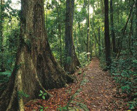 Eungella National Park - Tourism Search 1
