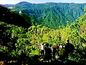 Eungella National Park - Tourism Search 3