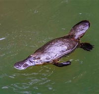 Platypus Viewing at Broken River - Tourism Search