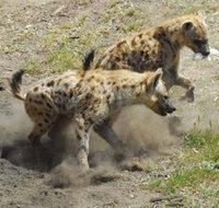 Altina Wildlife Park - Tourism Search
