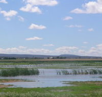 Fivebough Wetlands - Tourism Search