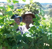 Wimmera Hills Winery - Tourism Search