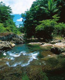 Cedar Creek Falls - Tourism Search 1