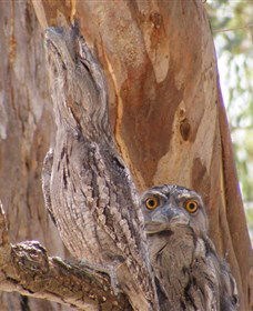 Bird Watching - Tourism Search 0