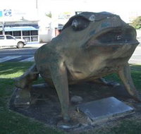 Big Cane Toad - Tourism Search