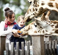 Taronga Western Plains Zoo Dubbo - Tourism Search
