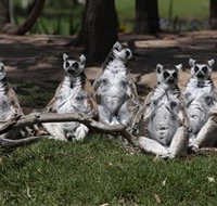 Savannah Visitor Plaza Taronga Western Plains Zoo Dubbo - Tourism Search