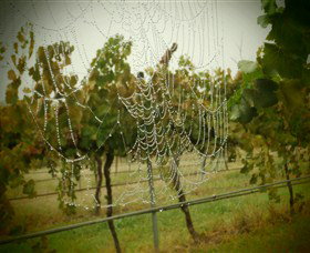 Red Earth Estate Vineyard - Tourism Search 8