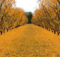 Sun Country on the Murray Farm Gate Trail - Tourism Search