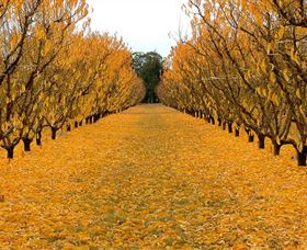 Sun Country On The Murray Farm Gate Trail - Tourism Search 0