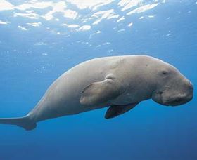 Dugong Sanctuary - Clairview - Tourism Search 1